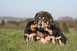 DOGUE DU TIBET 454